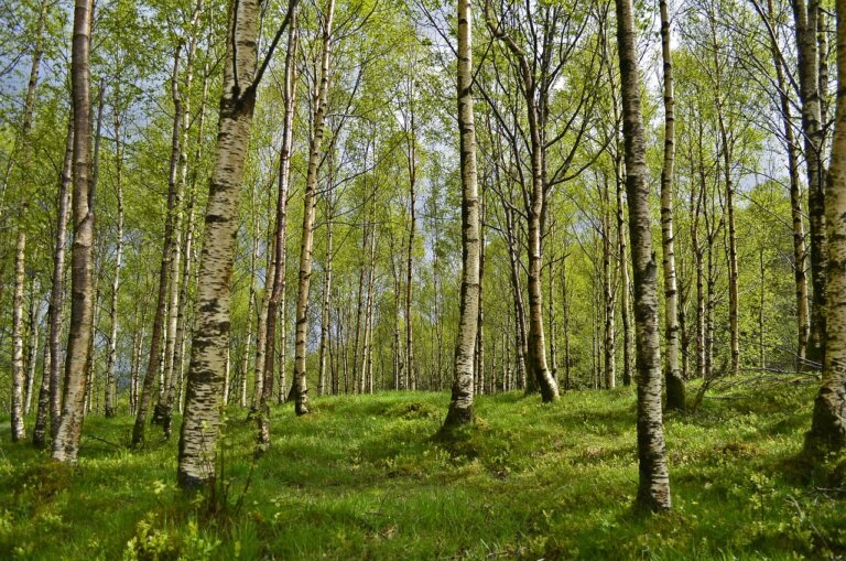 Natalia GAJEWSKA: O aktywizmie dla klimatu. Młodzi są dobrym kierunkiem zmian