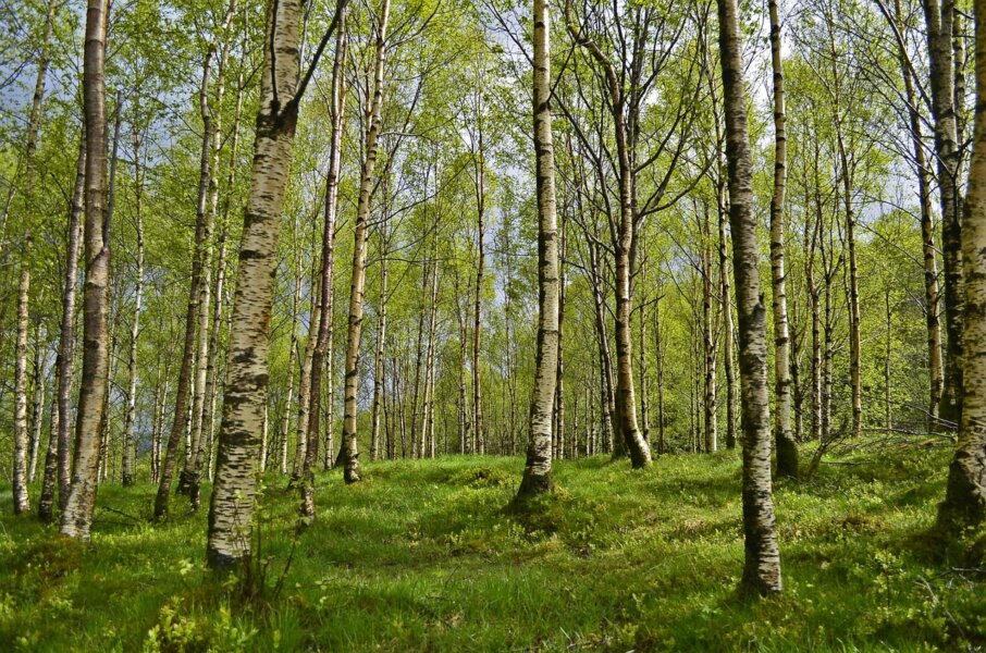 Zdjęcie okładkowe wpisu Natalia GAJEWSKA: O aktywizmie dla klimatu. Młodzi są dobrym kierunkiem zmian