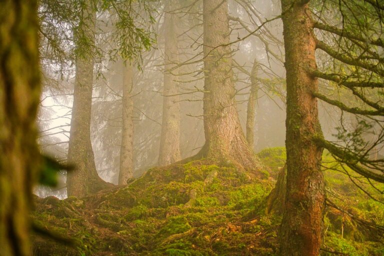 Bliżyńskie Lasy Naturalne