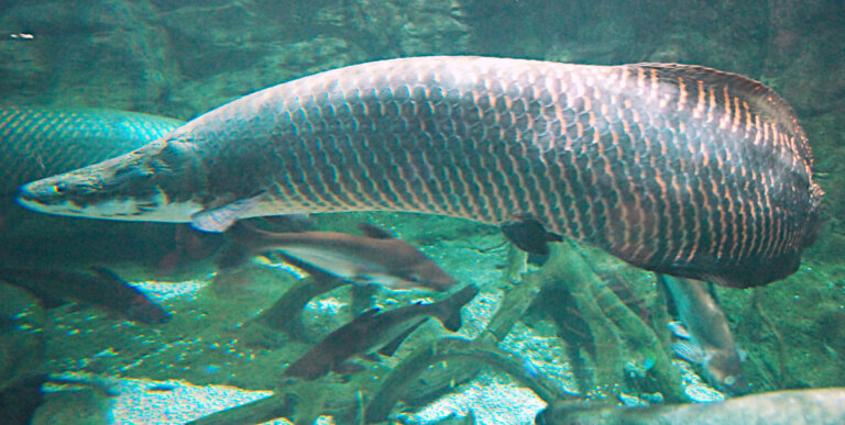Arapaima ryba
