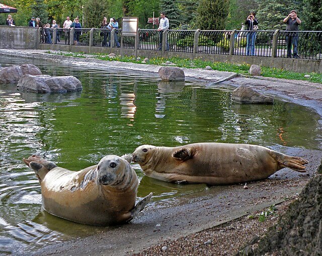 Stołeczne zoo apeluje, by nie latać dronami nad wybiegami dla zwierząt. To dla nich poważne zagrożenie – zarówno fizyczne, jak i psychiczne. Zwierzęta źle reagują także na balony - podkreślają pracownicy zoo.