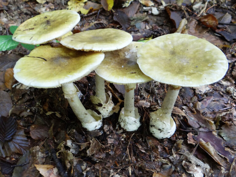 grzyby blaszkowate muchomor