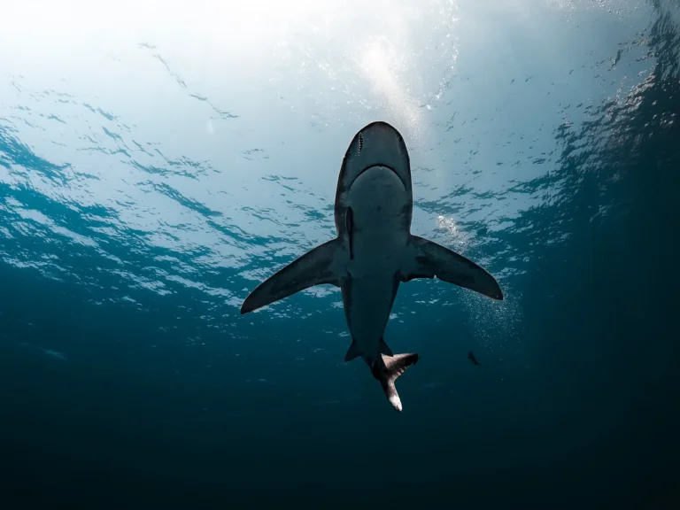 Zakwaszenie oceanów powoduje, że rekiny, a konkretnie ich zęby ulegają zniszczeniu. Tymczasem według prognoz morza mają stawać się coraz bardziej kwaśne.