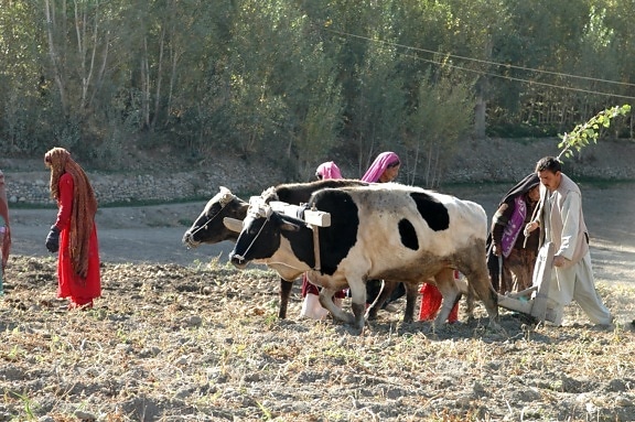 Afganistan Internet wyłączony