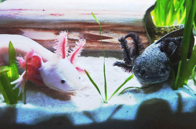 salamandry meksykańskie aksolotle