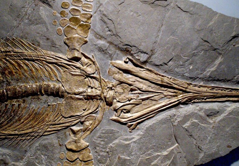 prehistoryczne gady morskie