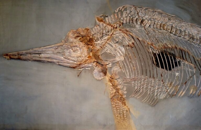 nowy gatunek ichtiozaura