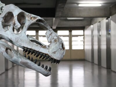 Drony i sztuczna inteligencja odnajdują szczątki dinozaurów