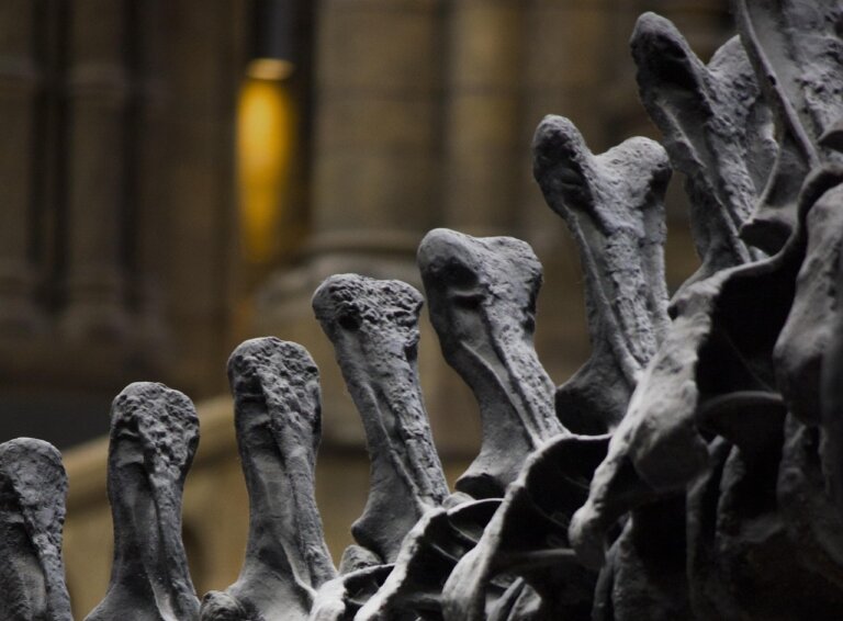 nowy gatunek mięsożernego dinozaura