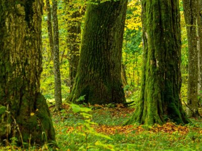 Po 11 latach plan zarządzania Puszczą Białowieską trafił do UNESCO