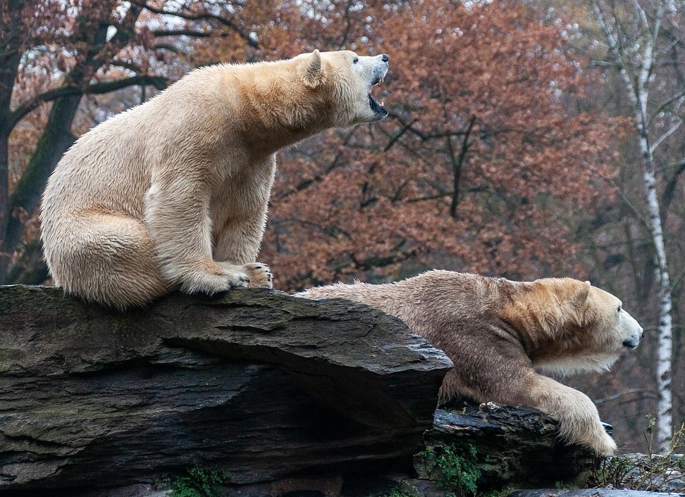 Jak niedźwiedzie polarne adaptują się do zmian klimatu [Mobile DNA]