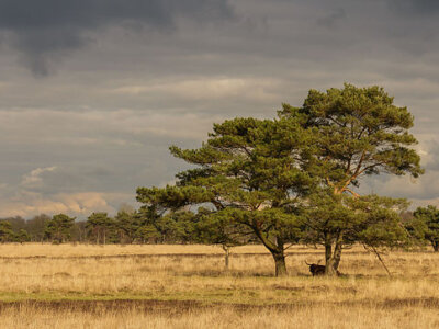 Kora sosnowa z niesamowitymi właściwościami
