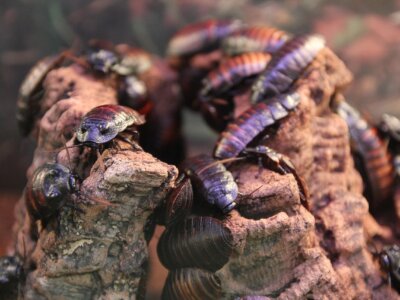 Białko przyszłości? Owady między ekologiczną nadzieją a realnymi ograniczeniami