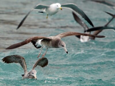 Siatkówki ptasich oczu funkcjonują bez tlenu [„Nature”]