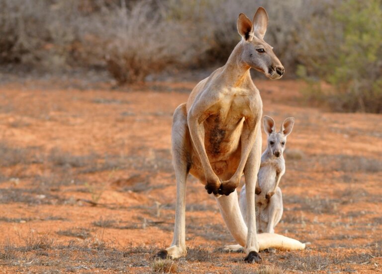 przodkowie kangurów