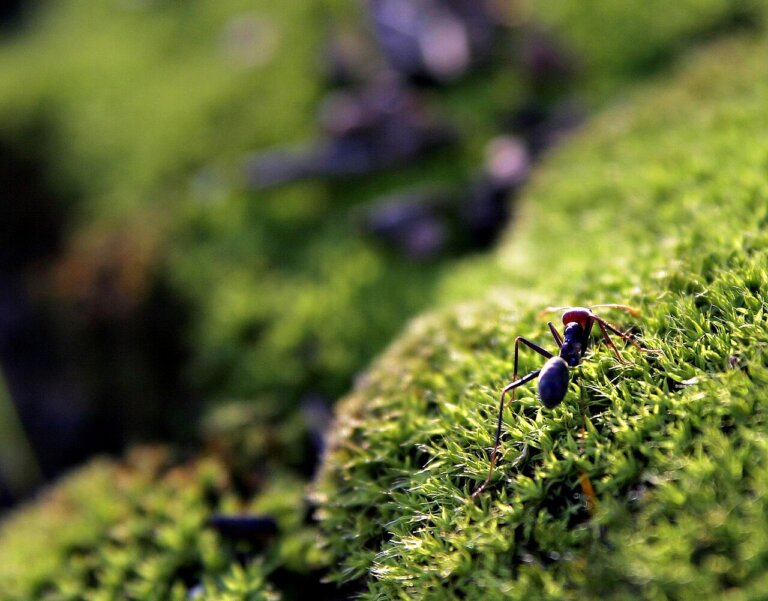 Chińczyk przemytnikiem 2 tysięcy żywych mrówek